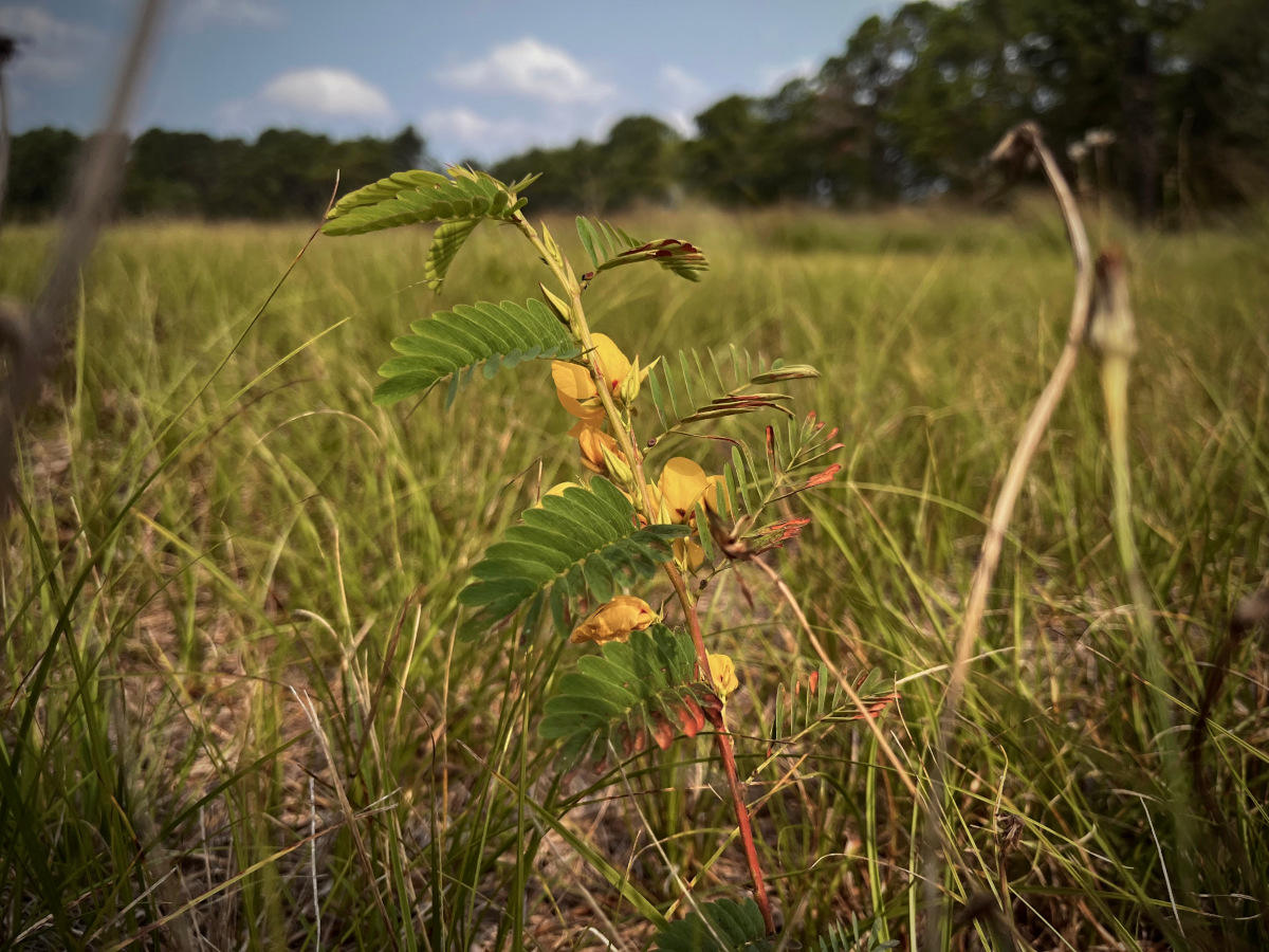 A yellow flower in a field.